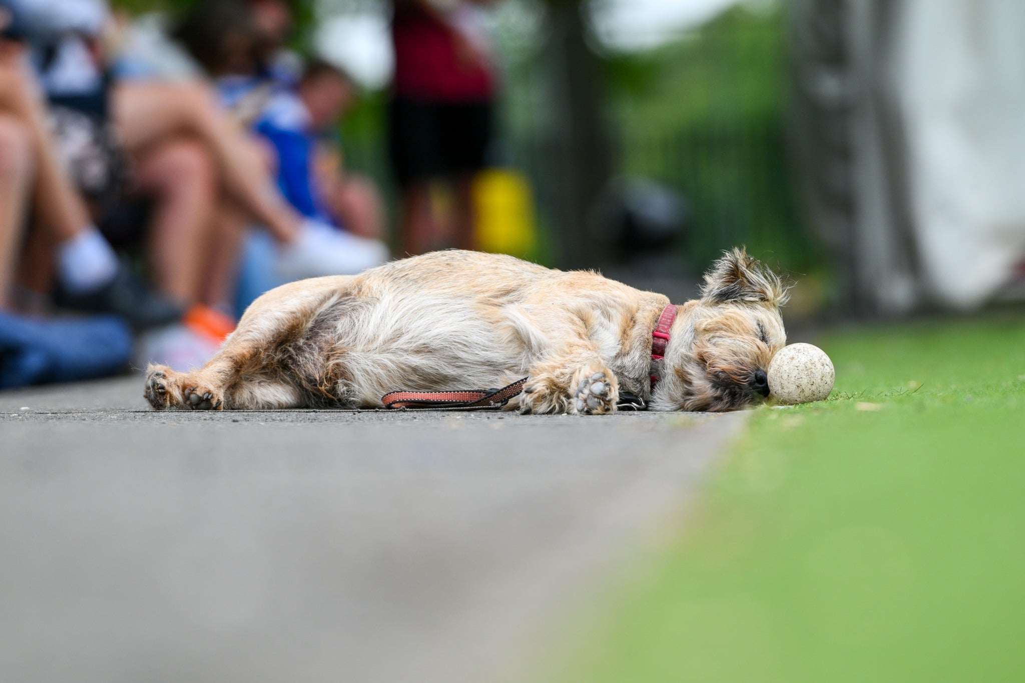 We're Coming Towards The End Of 'national Pet Month' Which Concludes On May 5, S...