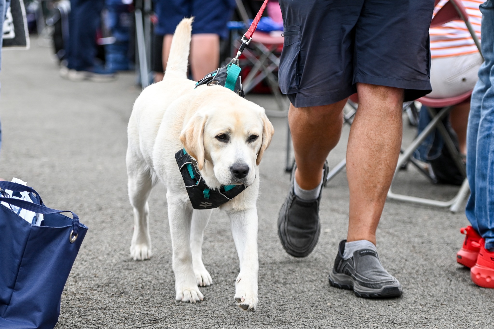 We're Coming Towards The End Of 'national Pet Month' Which Concludes On May 5, S...