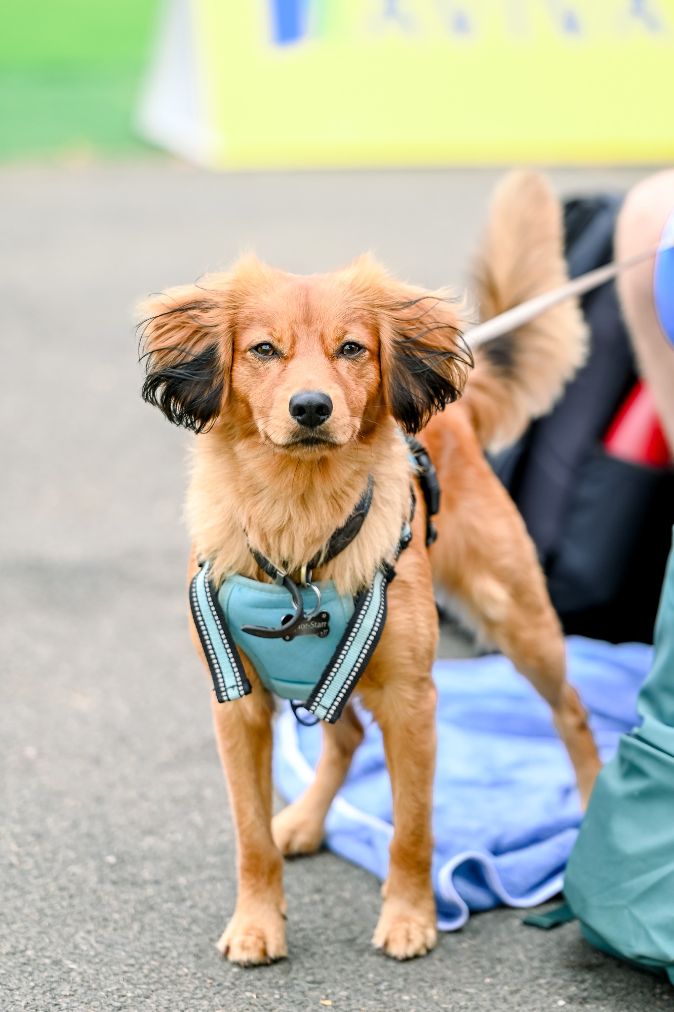 We're Coming Towards The End Of 'national Pet Month' Which Concludes On May 5, S...