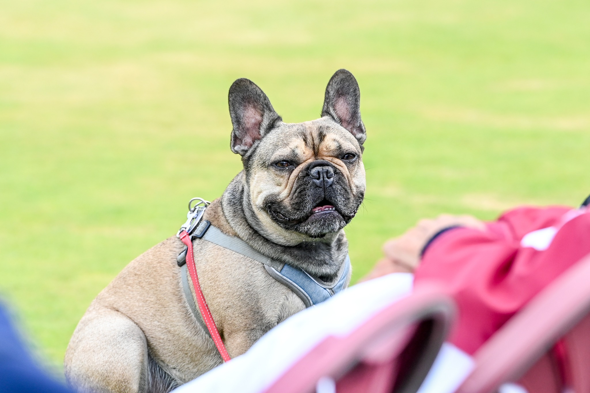 We're Coming Towards The End Of 'national Pet Month' Which Concludes On May 5, S...